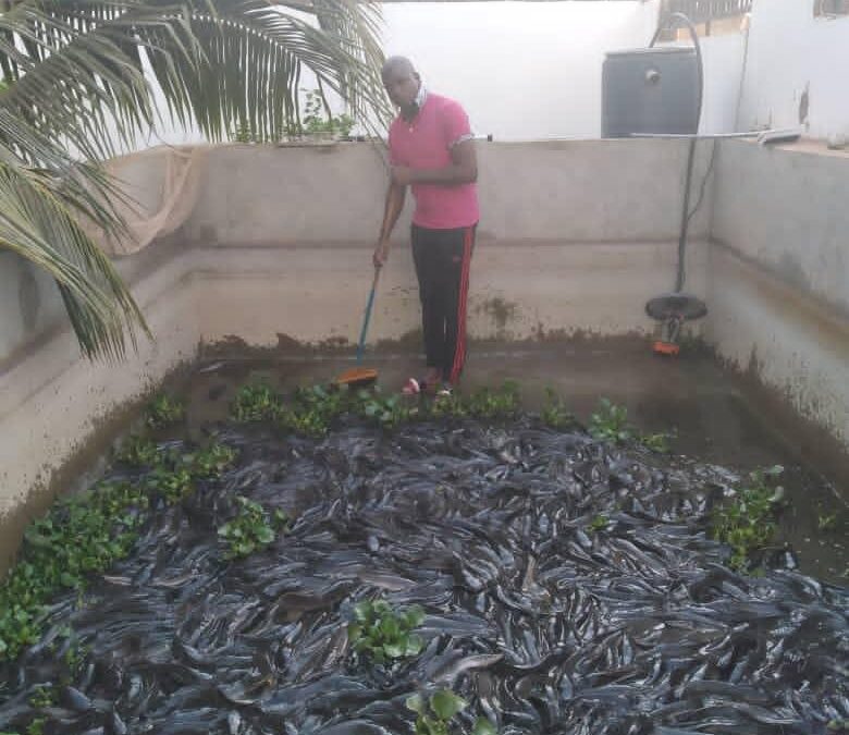 Pisciculture : la nouvelle vie de Thiam Abou, employé dans une banque malienne